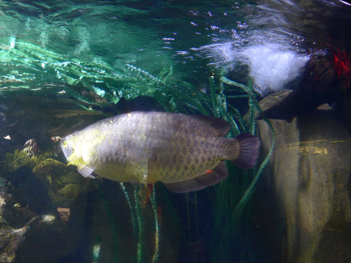 (190'460) - Im Sea Life am 19. April 2018 in Melbourne