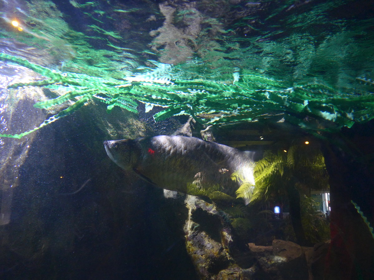 (190'461) - Im Sea Life am 19. April 2018 in Melbourne