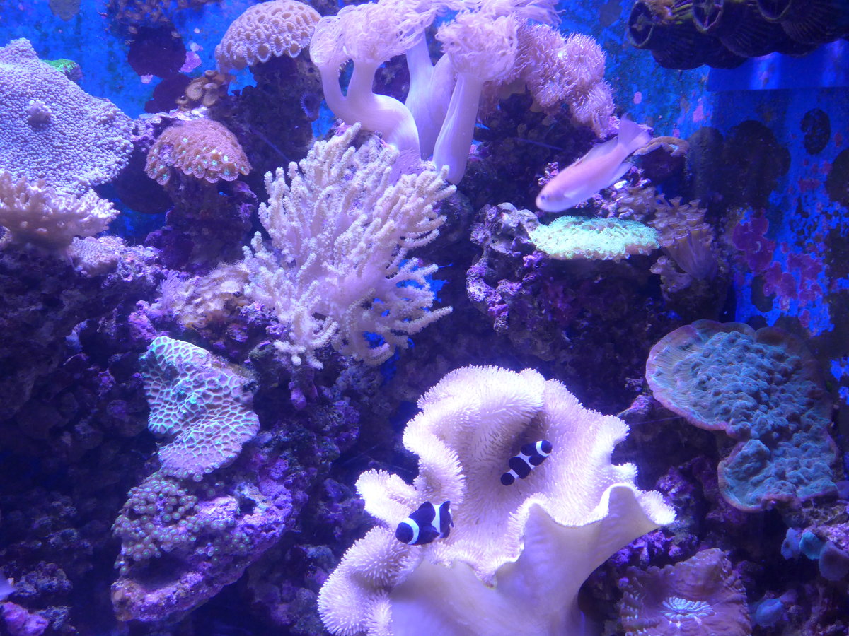 (190'462) - Im Sea Life am 19. April 2018 in Melbourne