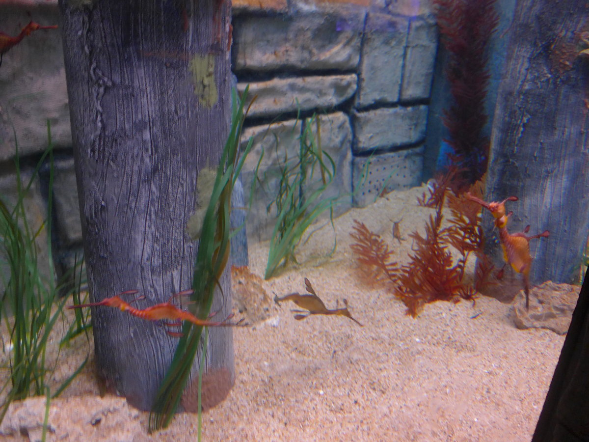 (190'464) - Im Sea Life am 19. April 2018 in Melbourne