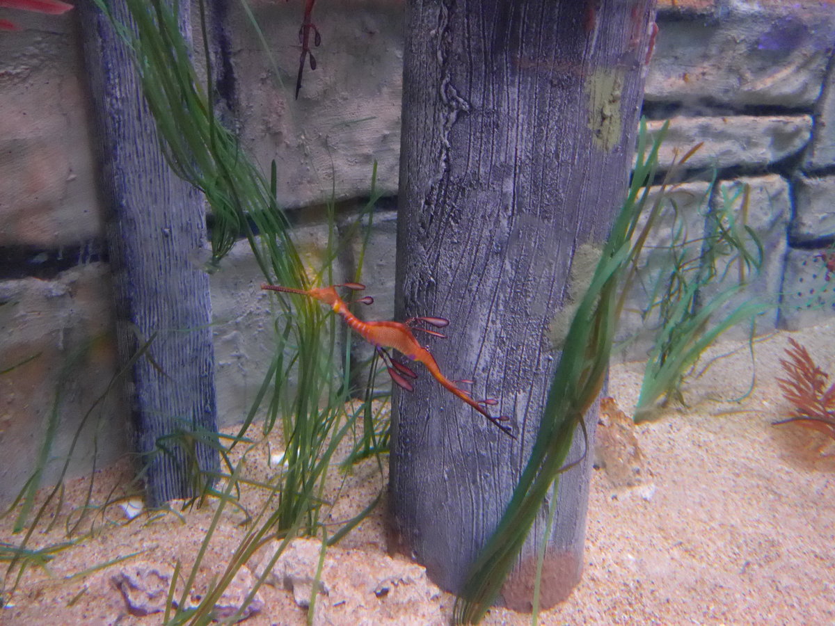 (190'465) - Im Sea Life am 19. April 2018 in Melbourne