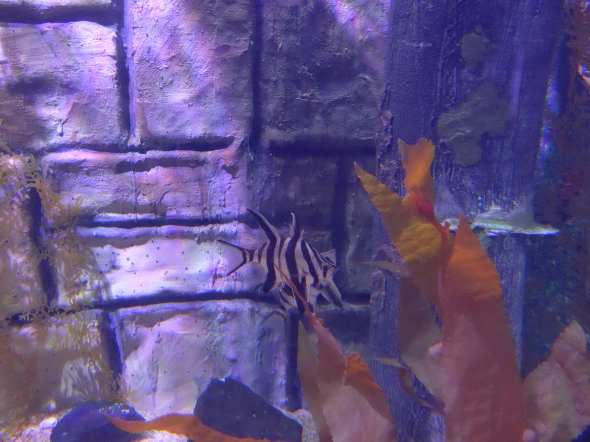 (190'466) - Im Sea Life am 19. April 2018 in Melbourne