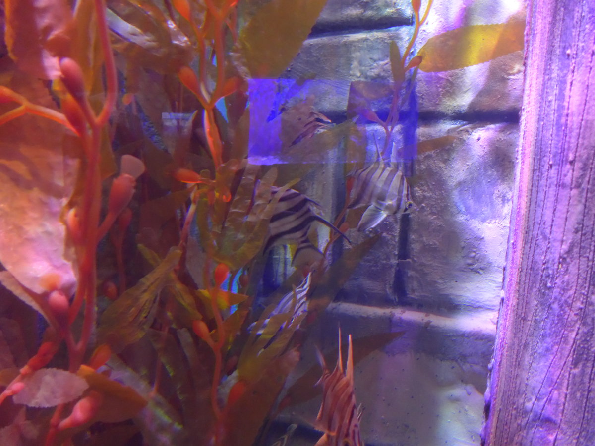 (190'467) - Im Sea Life am 19. April 2018 in Melbourne