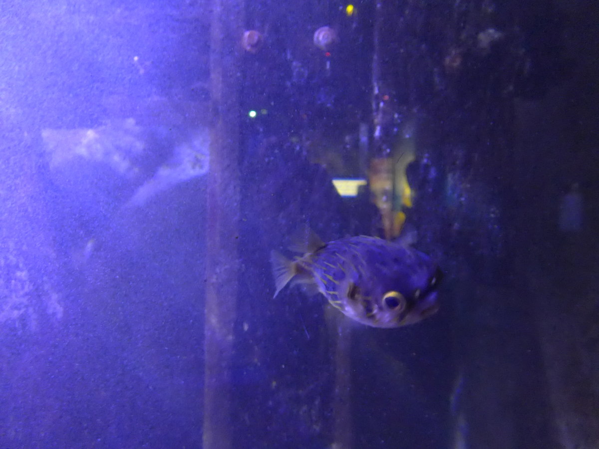 (190'469) - Im Sea Life am 19. April 2018 in Melbourne