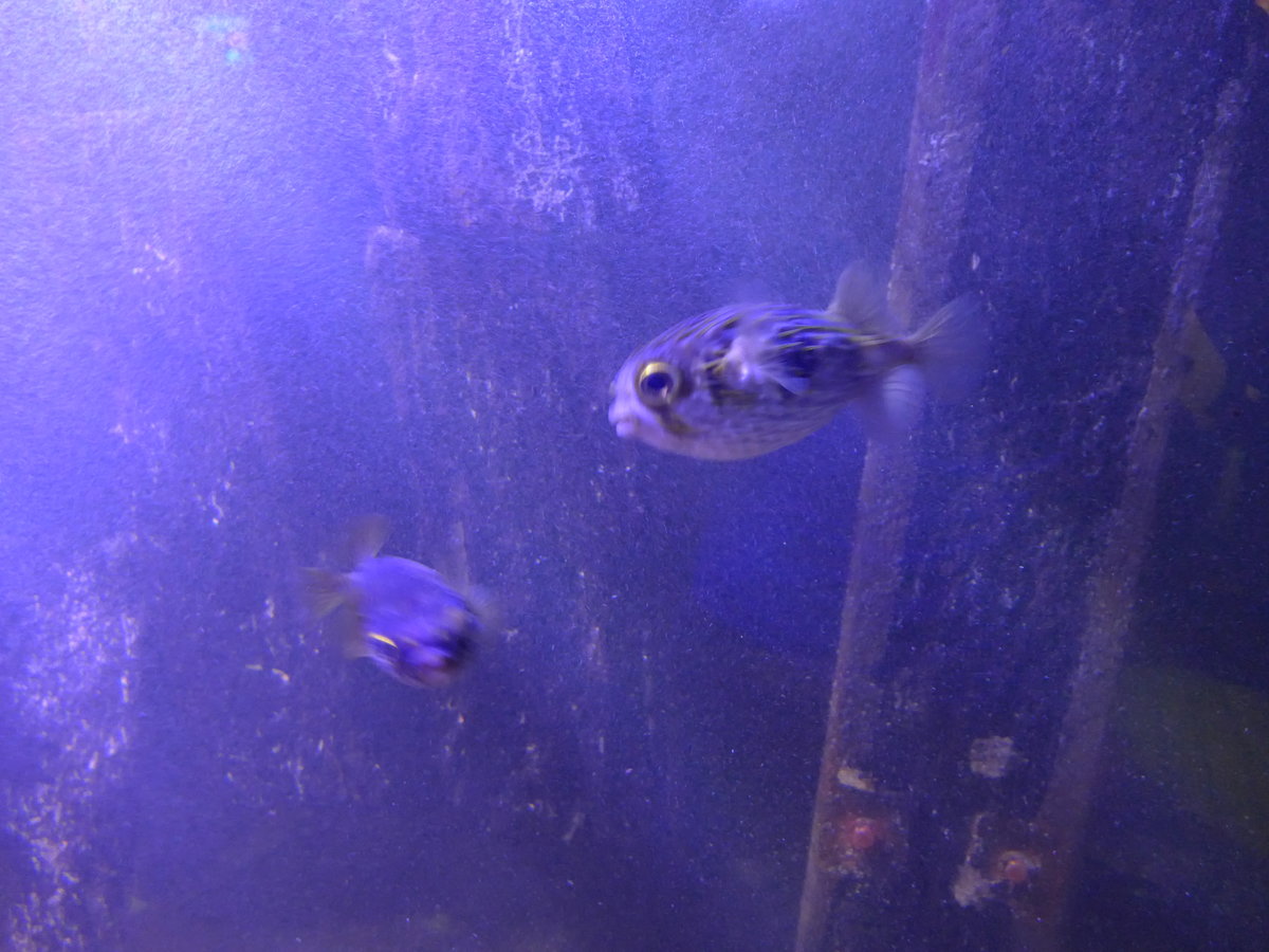 (190'470) - Im Sea Life am 19. April 2018 in Melbourne