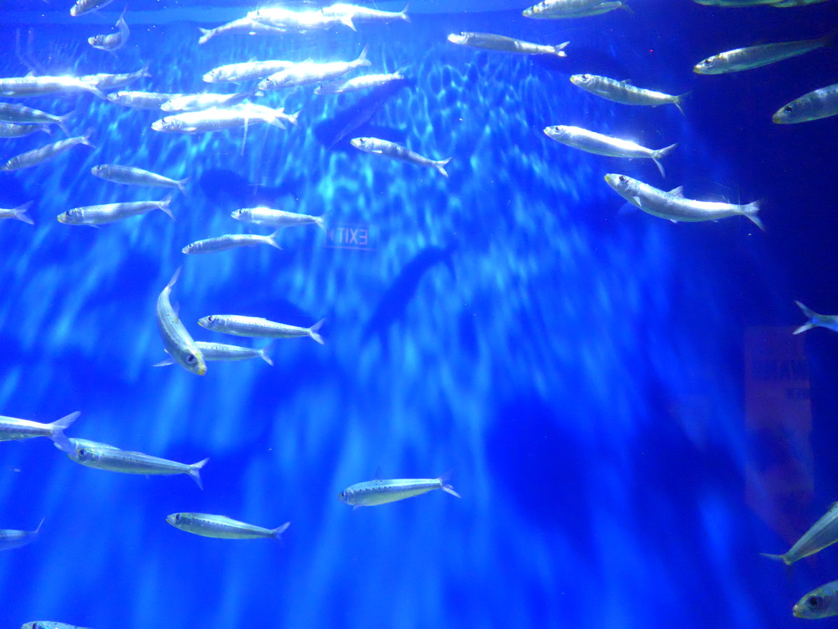 (190'471) - Im Sea Life am 19. April 2018 in Melbourne