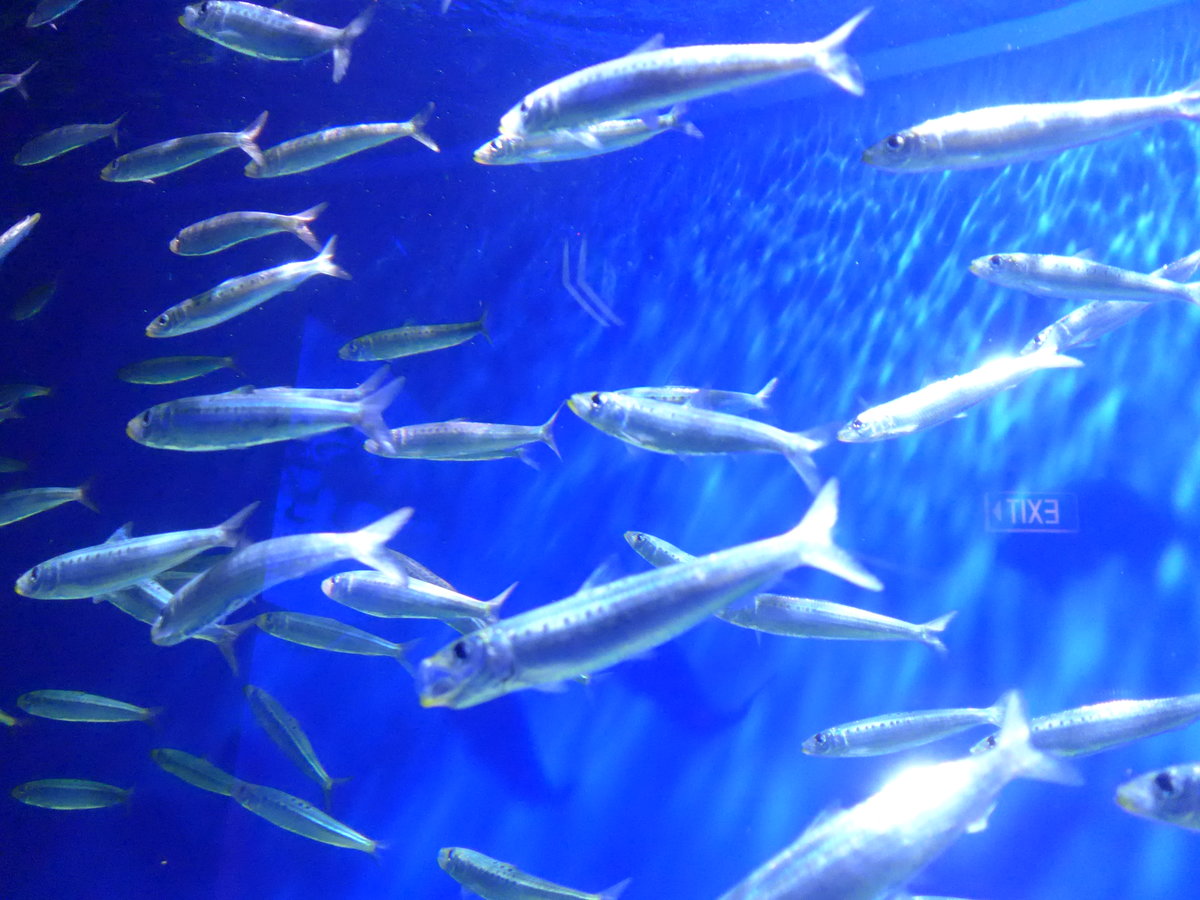 (190'472) - Im Sea Life am 19. April 2018 in Melbourne