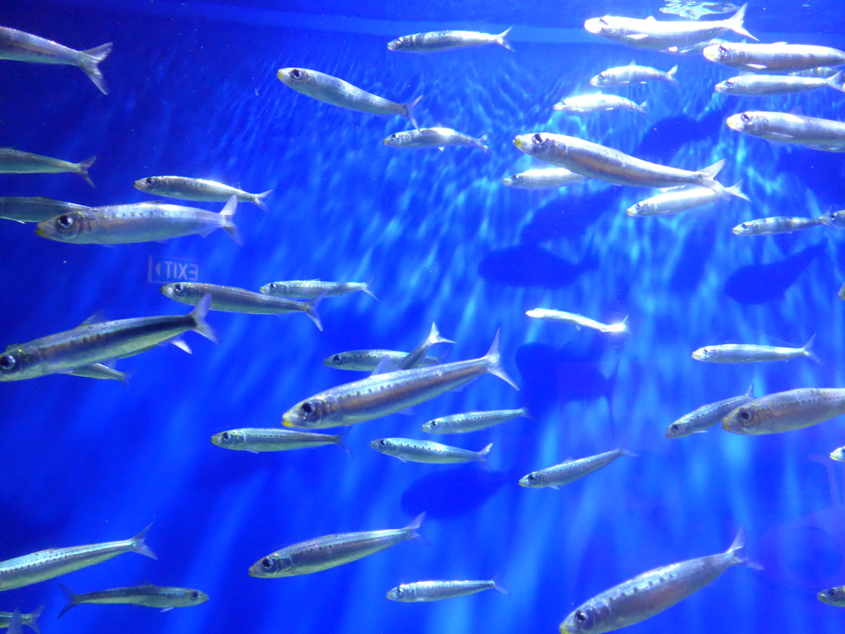 (190'473) - Im Sea Life am 19. April 2018 in Melbourne