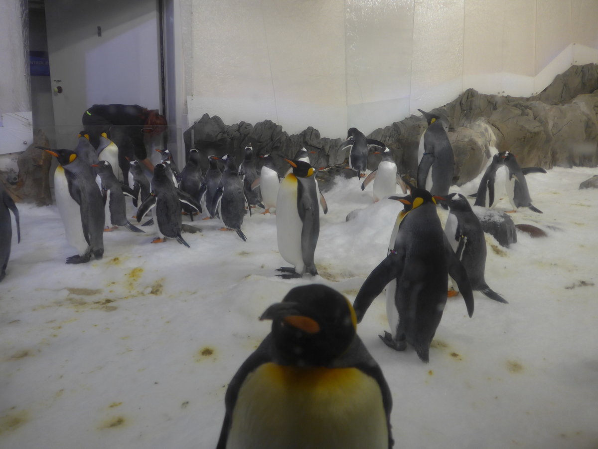 (190'475) - Pinguine im Sea Life am 19. April 2018 in Melbourne