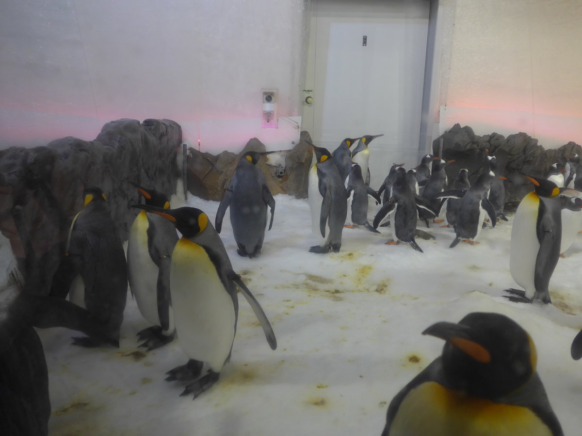(190'477) - Pinguine im Sea Life am 19. April 2018 in Melbourne