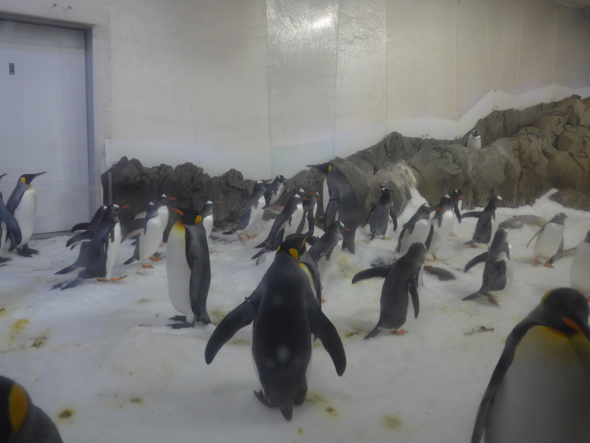 (190'478) - Pinguine im Sea Life am 19. April 2018 in Melbourne
