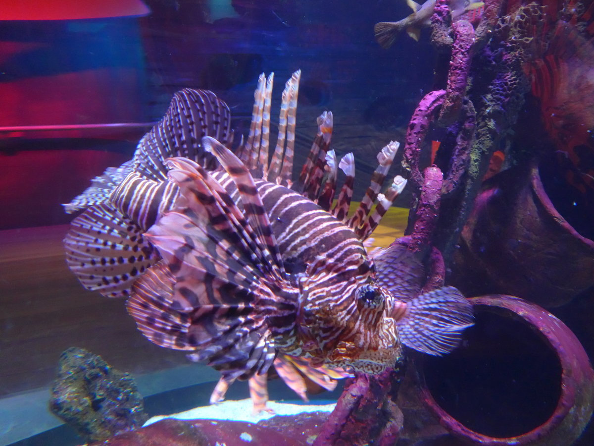 (190'481) - Im Sea Life am 19. April 2018 in Melbourne