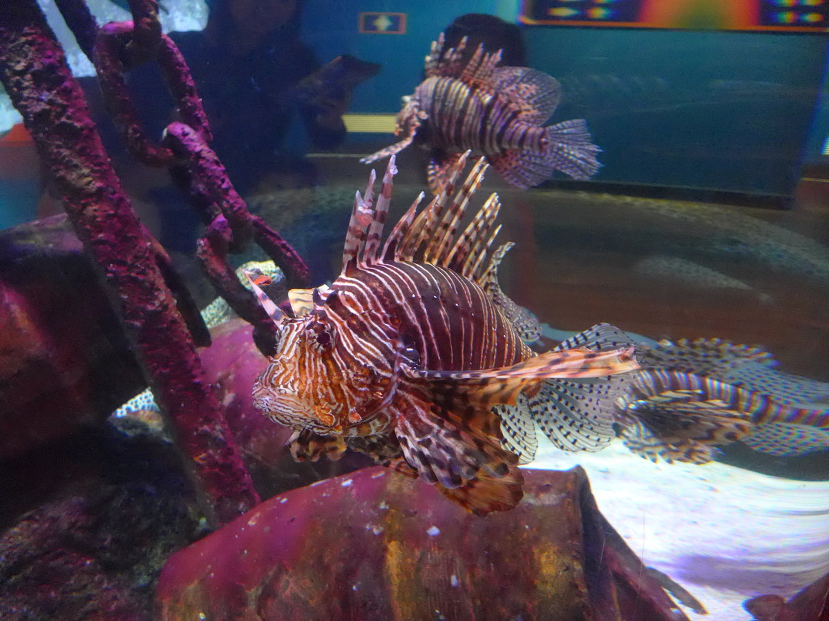 (190'482) - Im Sea Life am 19. April 2018 in Melbourne