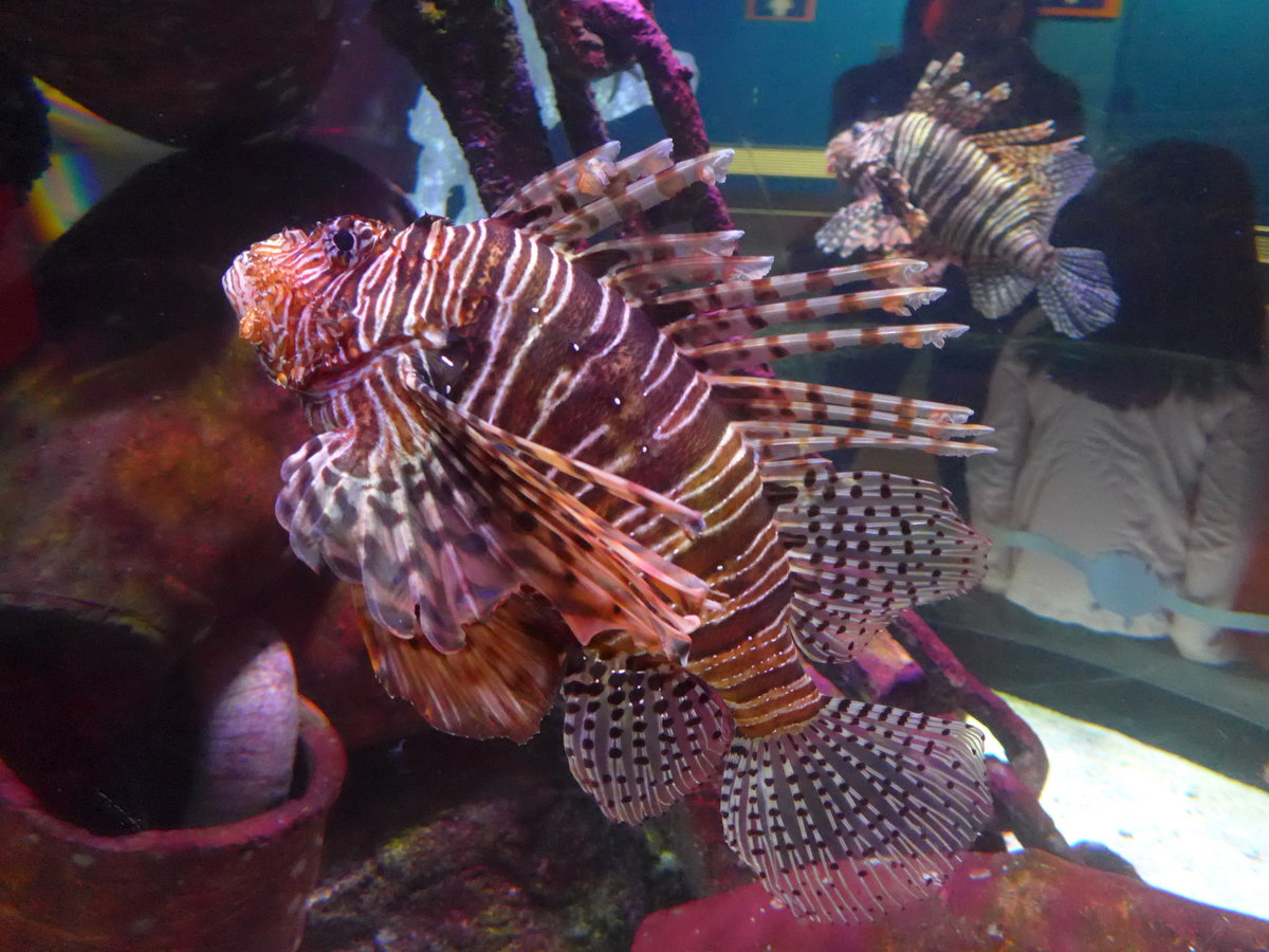 (190'483) - Im Sea Life am 19. April 2018 in Melbourne