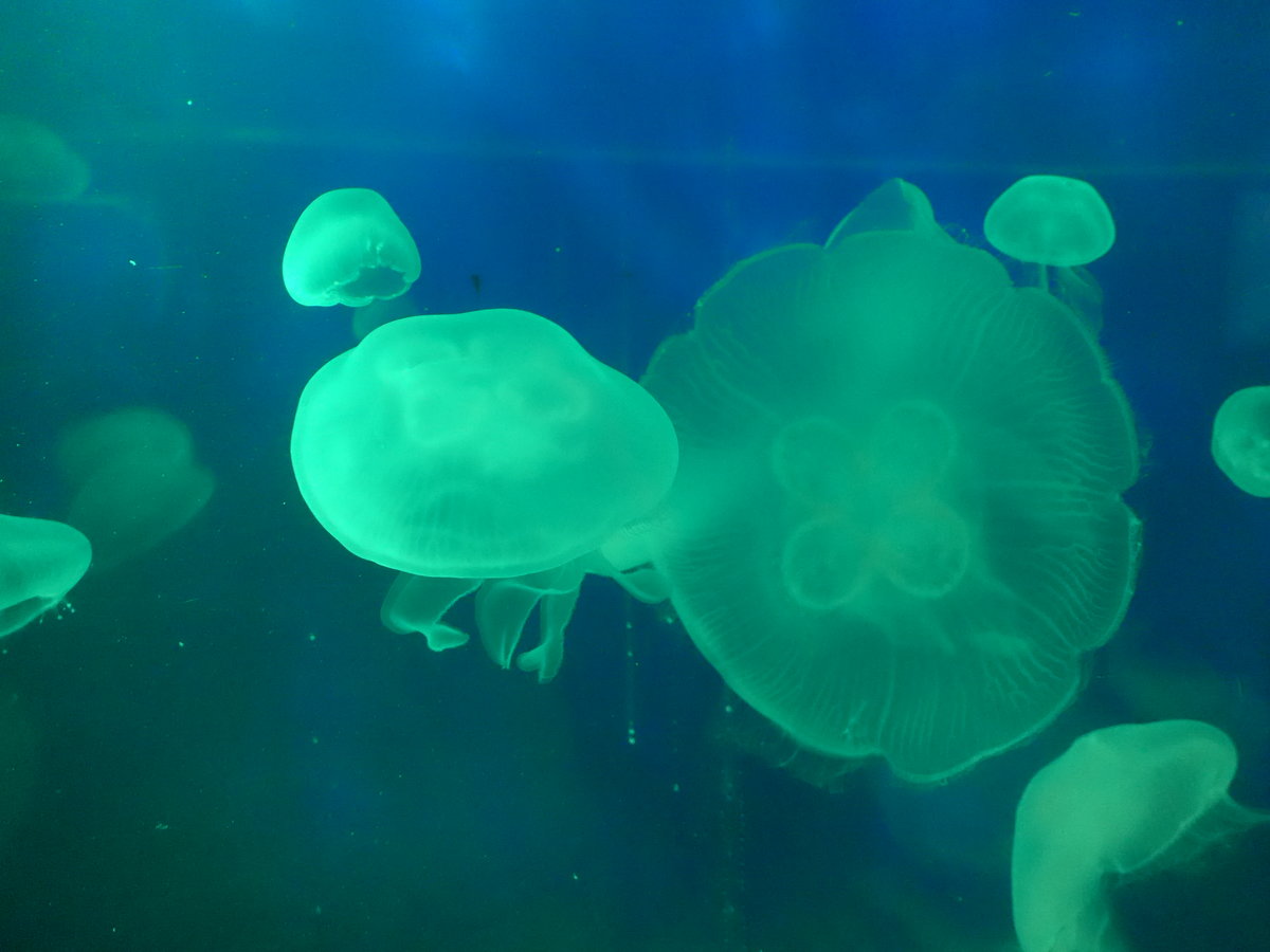 (190'486) - Im Sea Life am 19. April 2018 in Melbourne