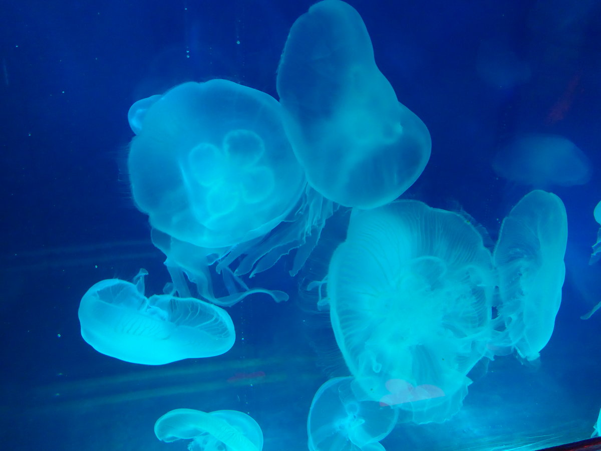 (190'487) - Im Sea Life am 19. April 2018 in Melbourne