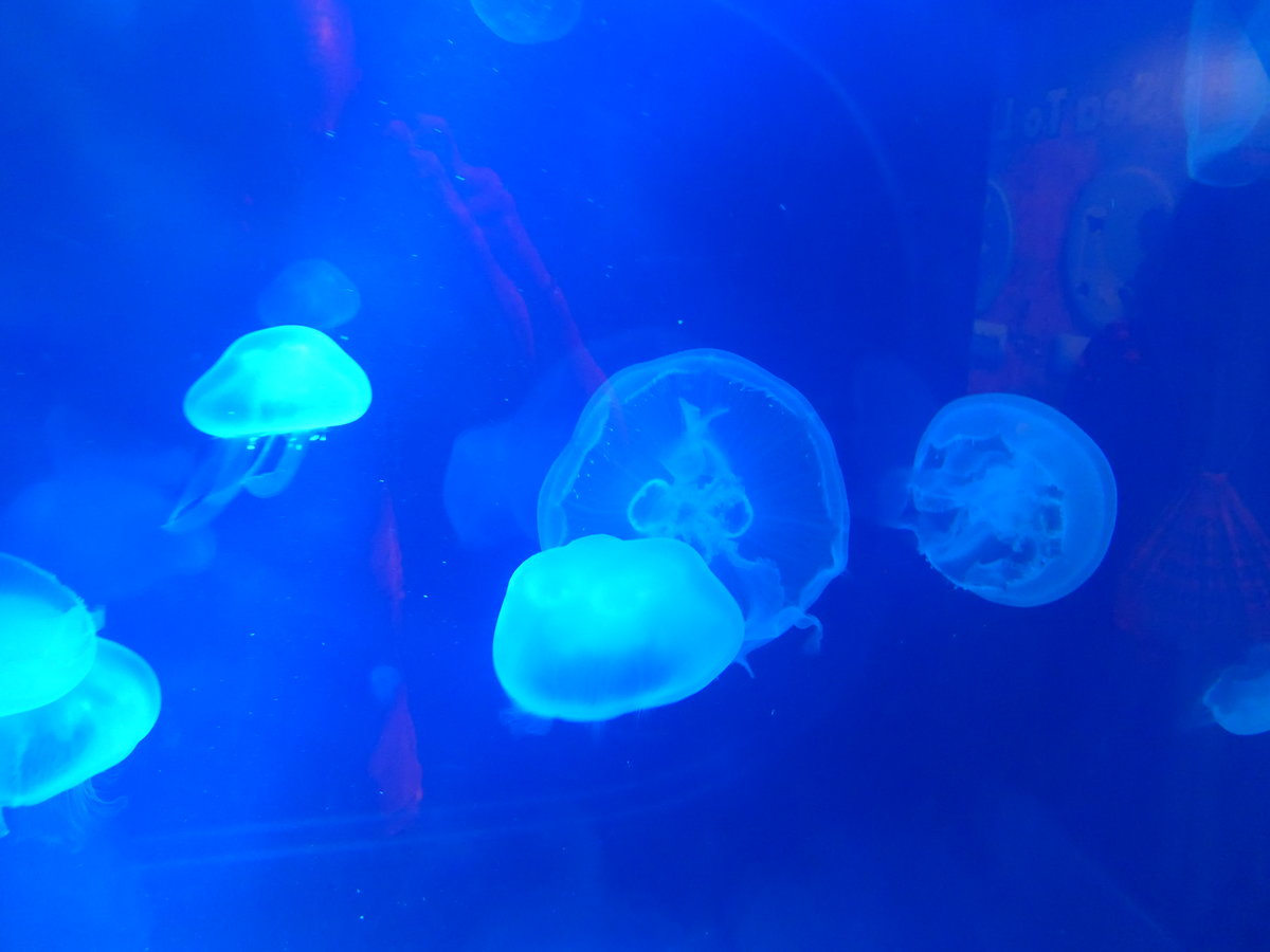 (190'488) - Im Sea Life am 19. April 2018 in Melbourne