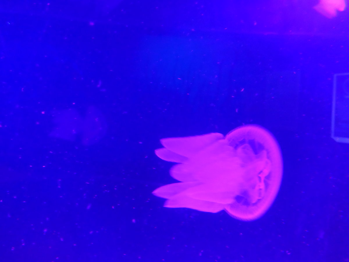 (190'489) - Im Sea Life am 19. April 2018 in Melbourne