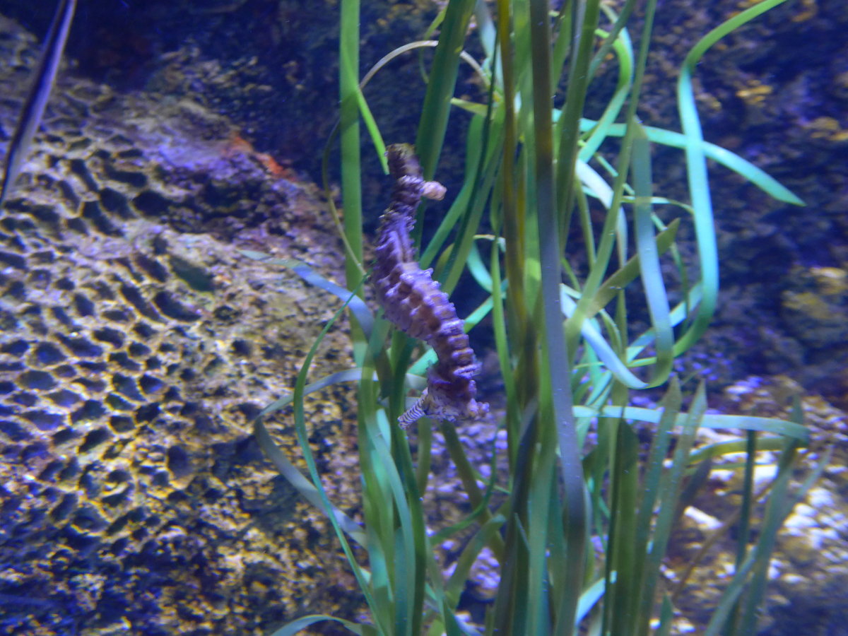 (190'491) - Im Sea Life am 19. April 2018 in Melbourne