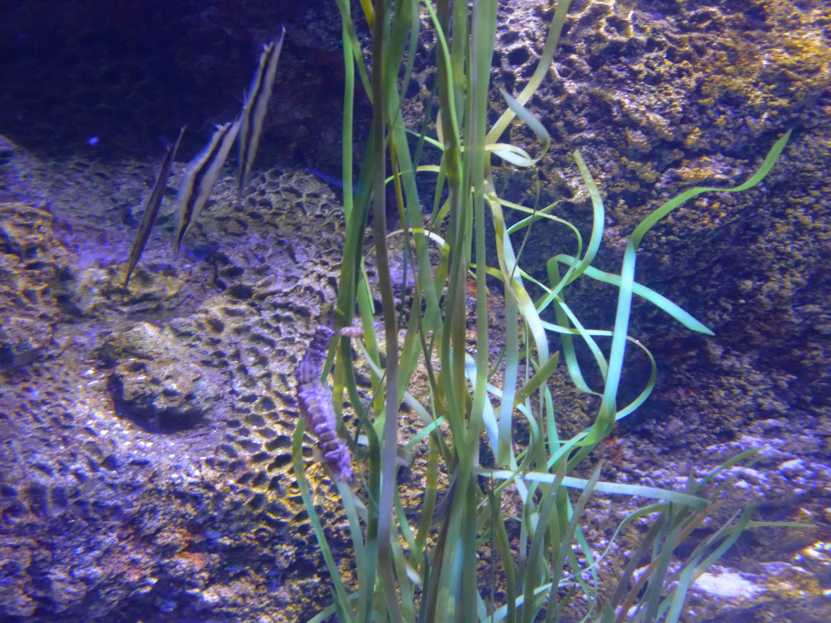 (190'492) - Im Sea Life am 19. April 2018 in Melbourne