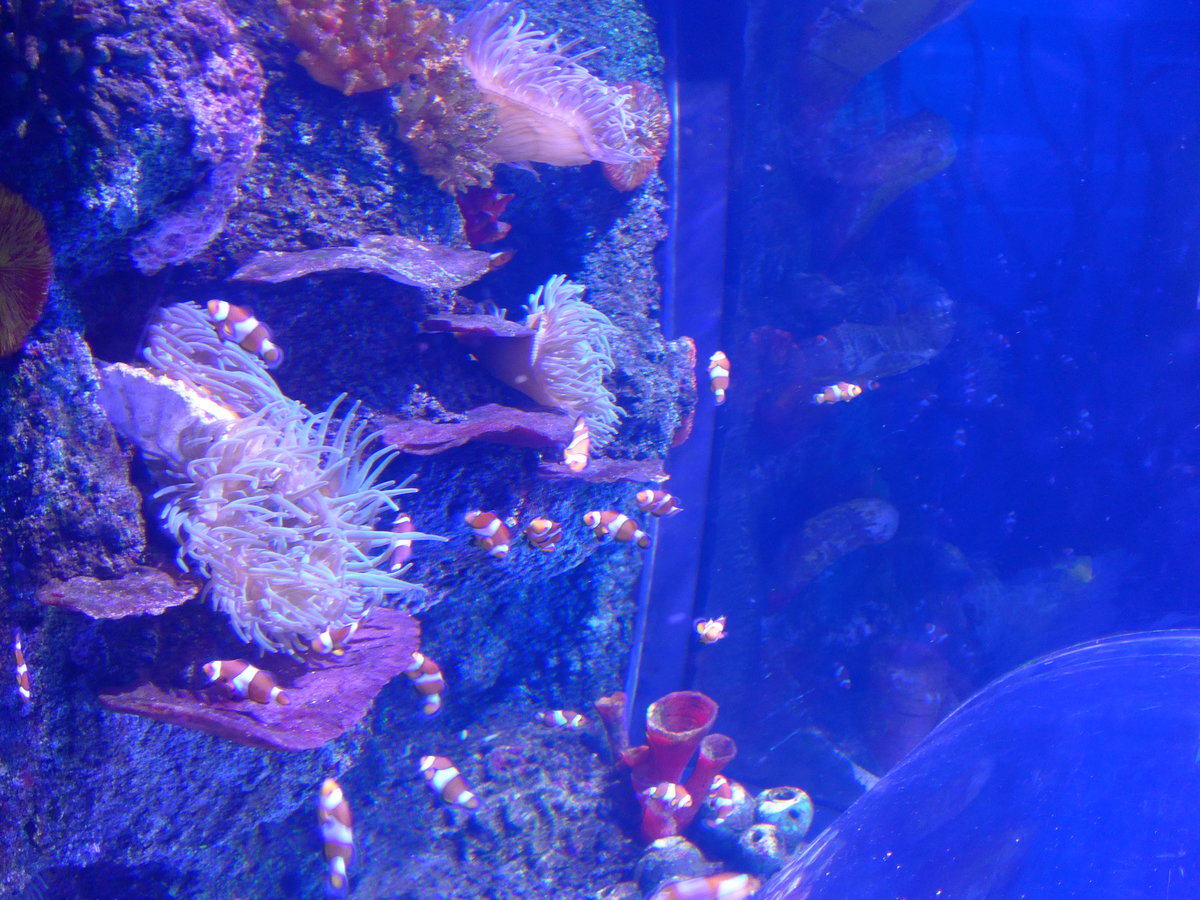 (190'493) - Im Sea Life am 19. April 2018 in Melbourne