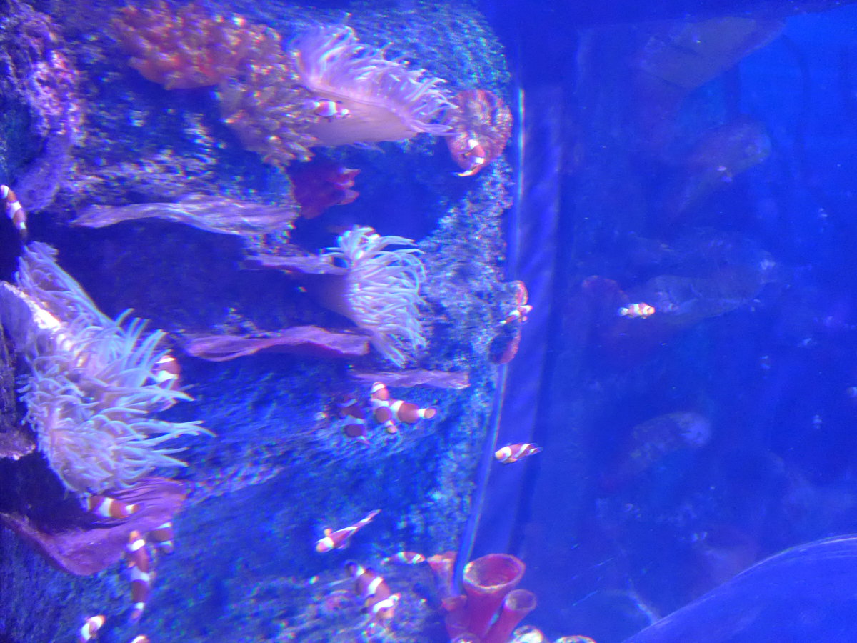 (190'494) - Im Sea Life am 19. April 2018 in Melbourne