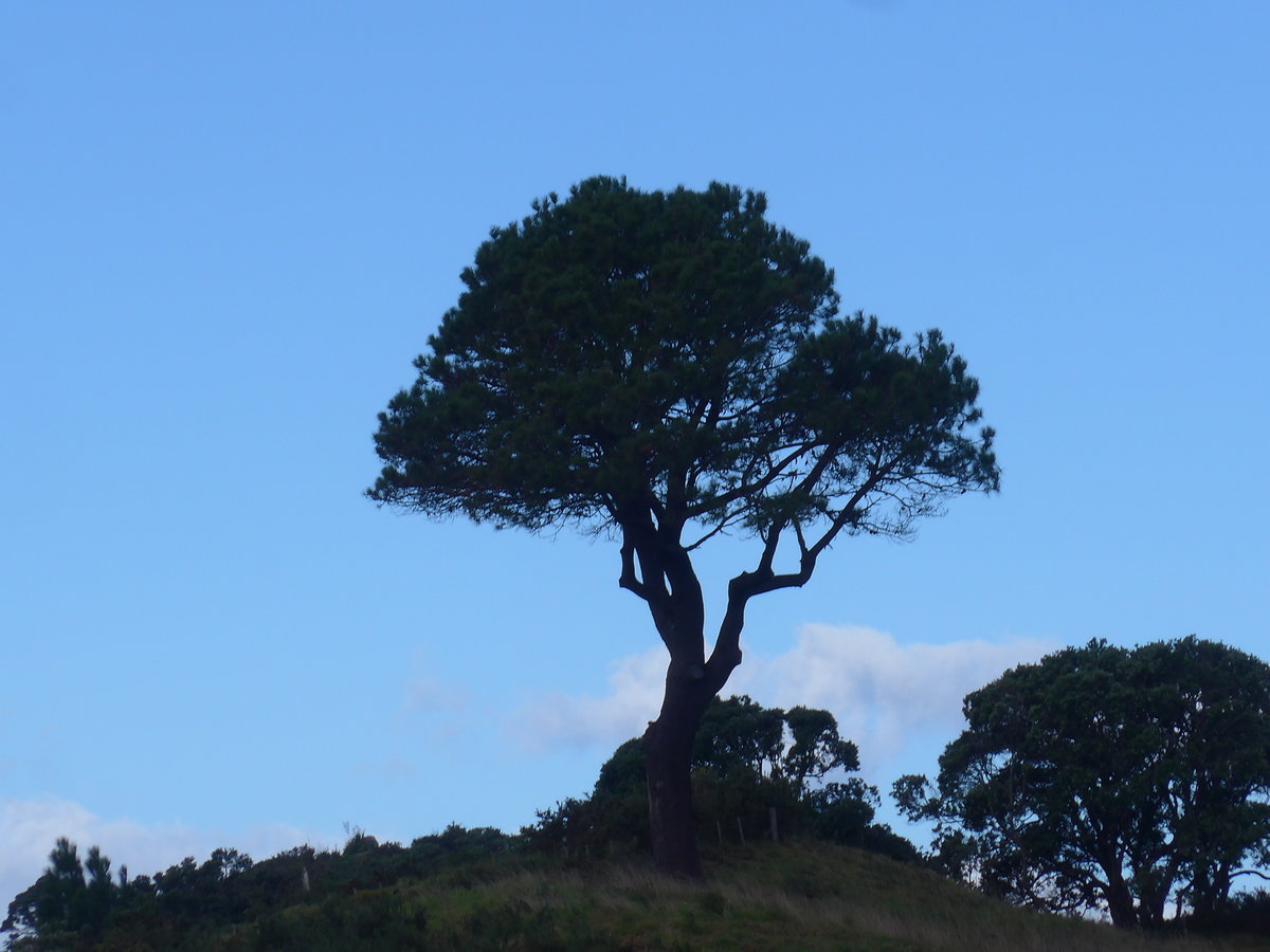 (190'546) - B�ume am 20. April 2018 bei Hahei