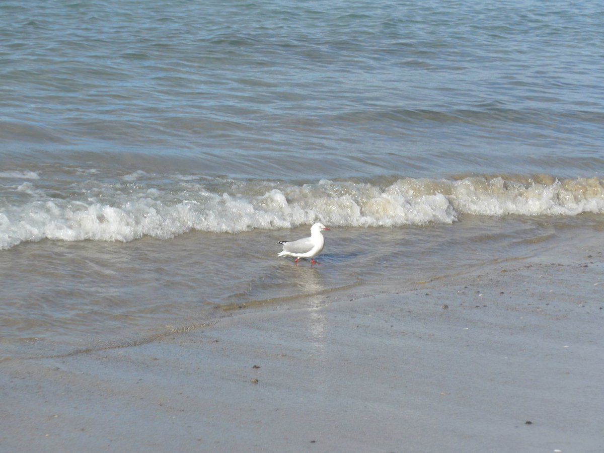 (190'572) - M�ve am 20. April 2018 am Hahei Beach