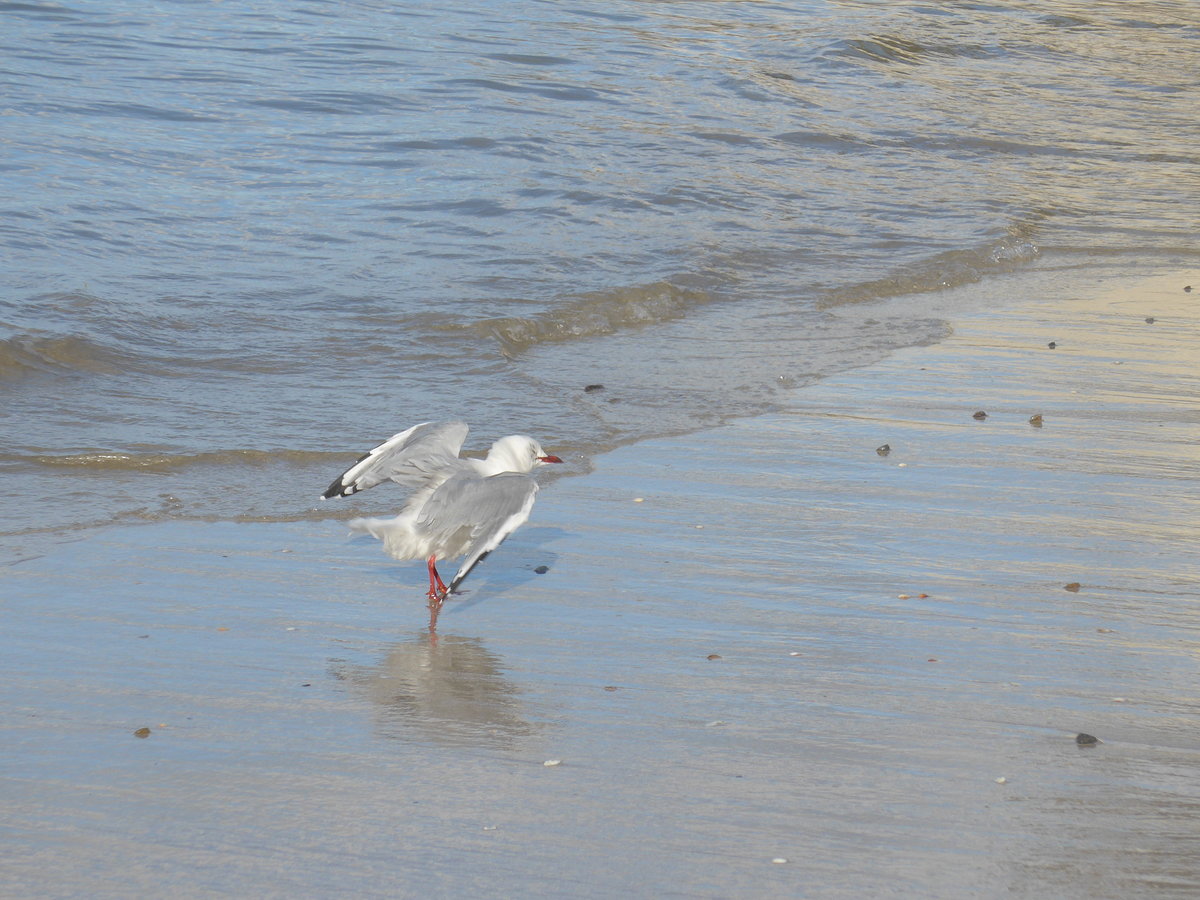 (190'573) - M�ve am 20. April 2018 am Hahei Beach