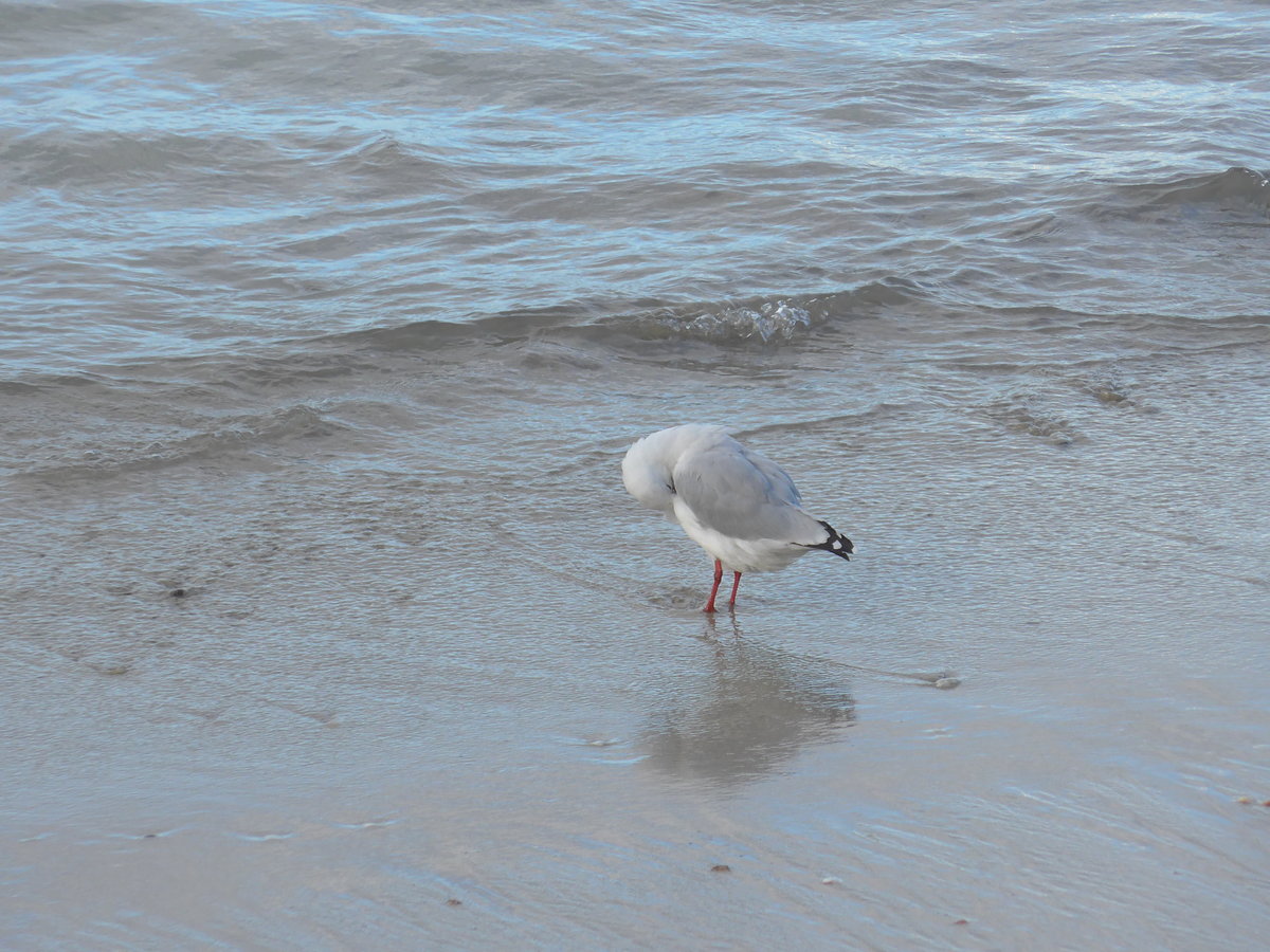 (190'574) - M�ve am 20. April 2018 am Hahei Beach