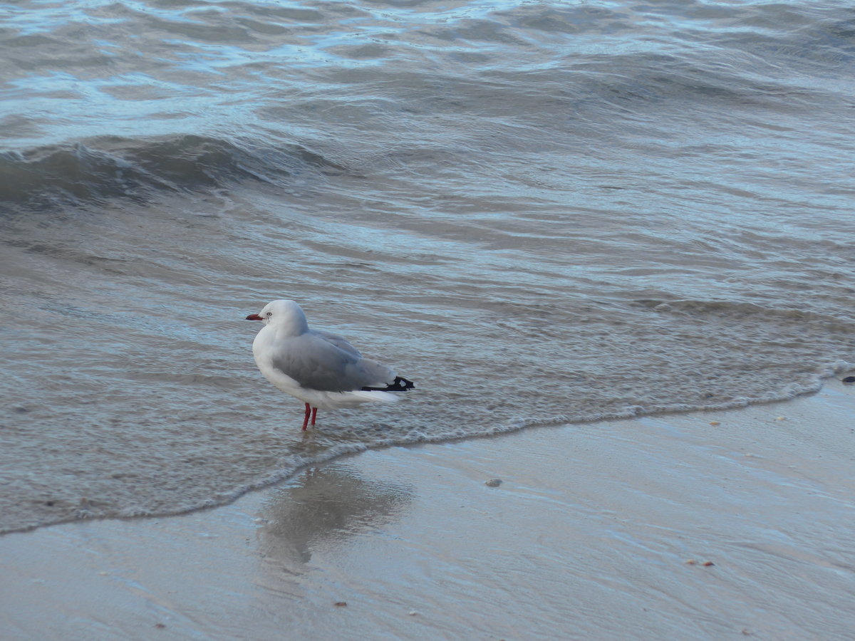 (190'575) - M�ve am 20. April 2018 am Hahei Beach