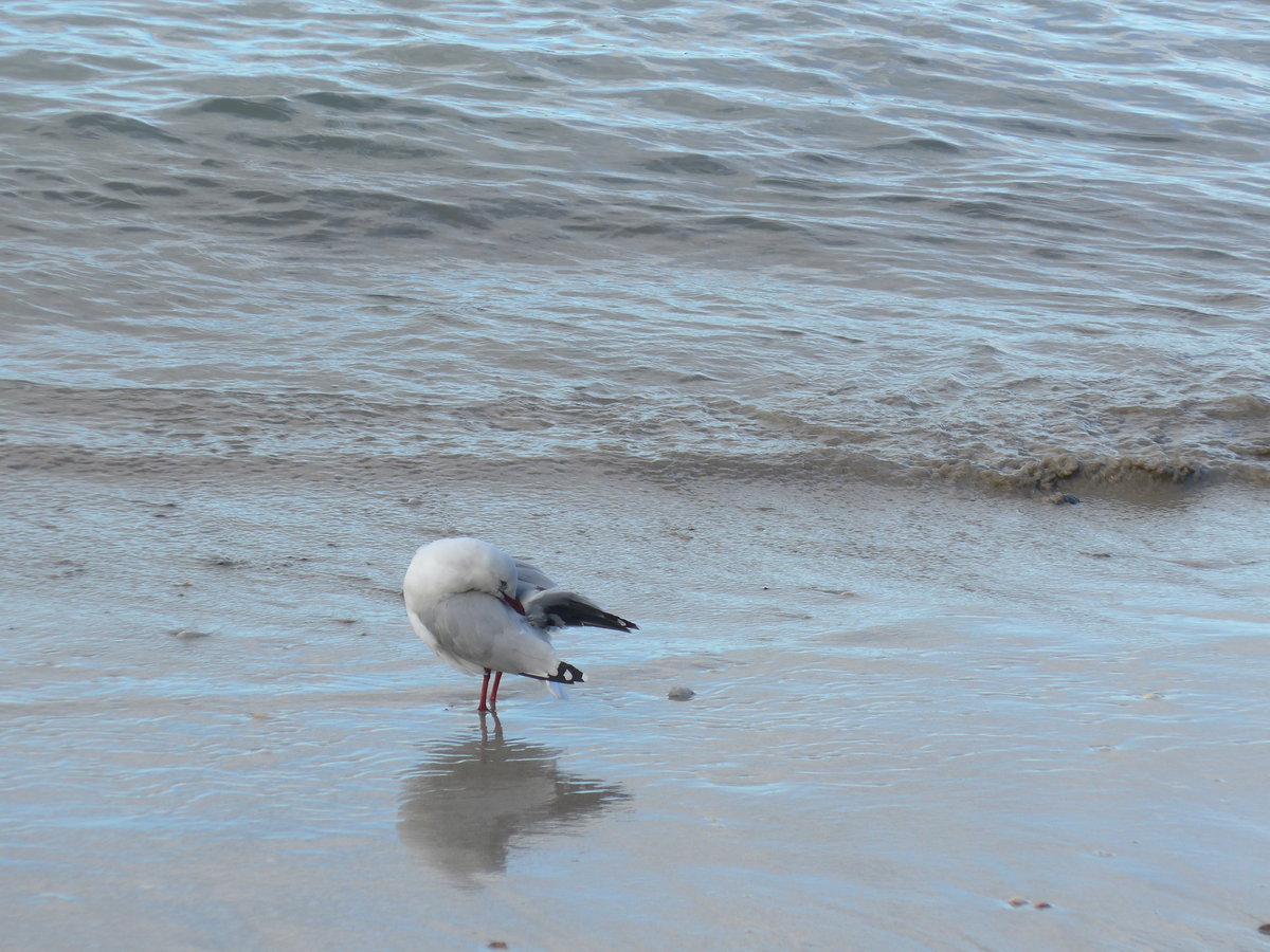 (190'576) - M�ve am 20. April 2018 am Hahei Beach