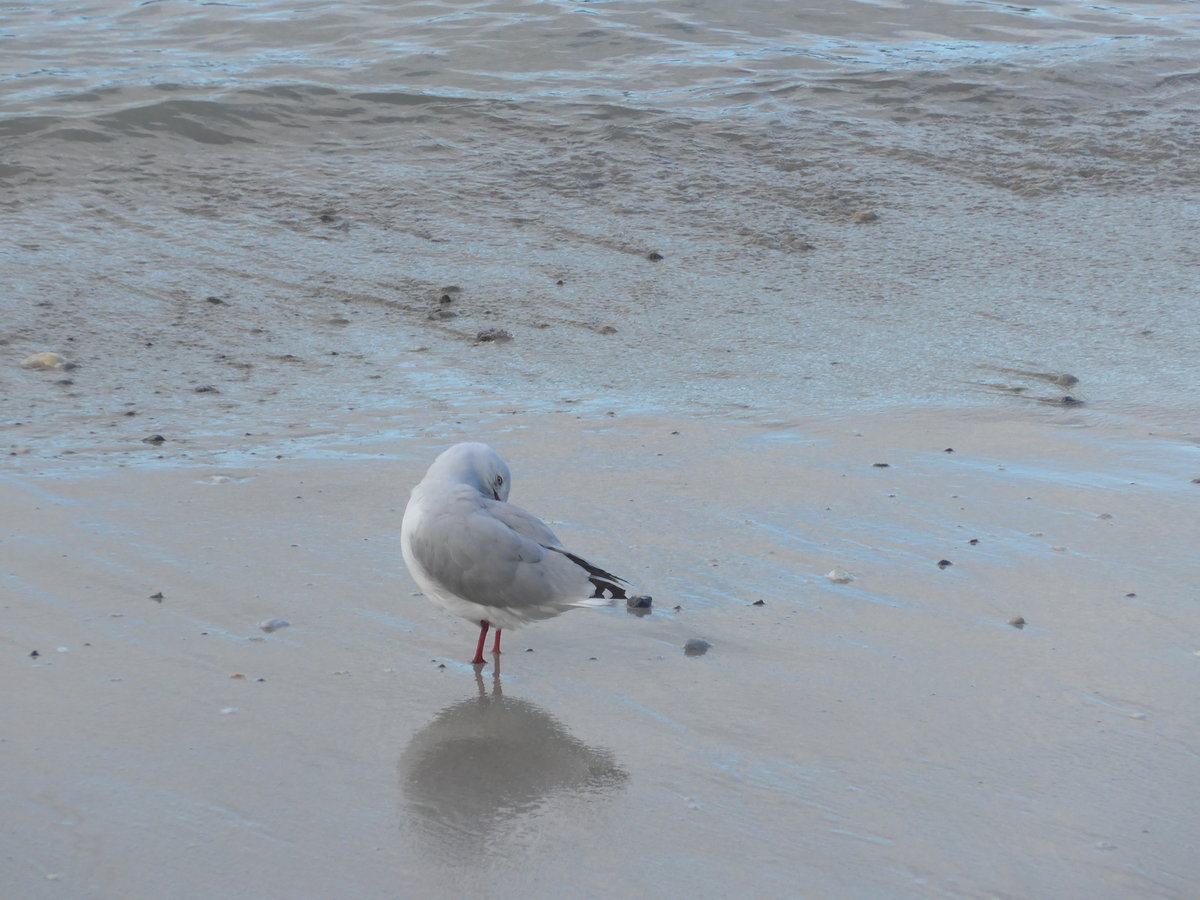 (190'577) - M�ve am 20. April 2018 am Hahei Beach