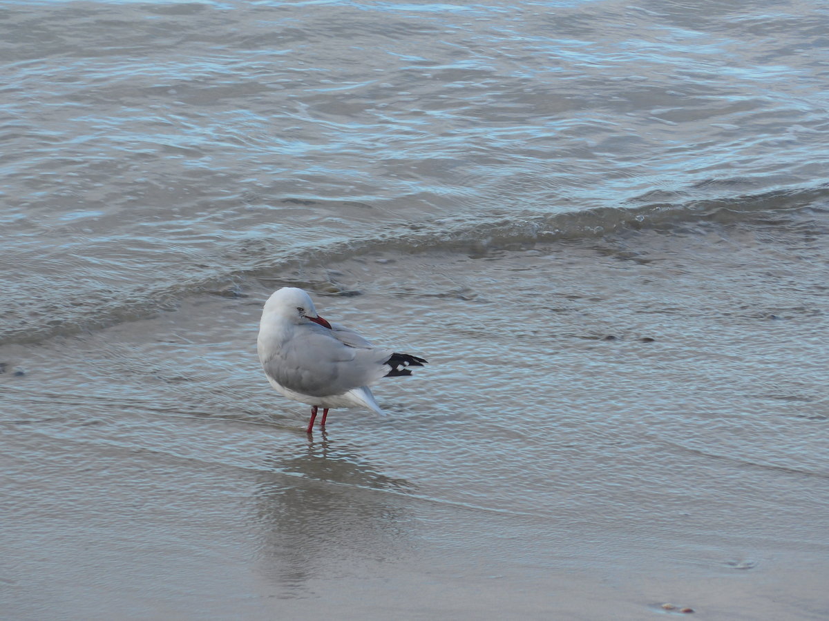 (190'578) - M�ve am 20. April 2018 am Hahei Beach