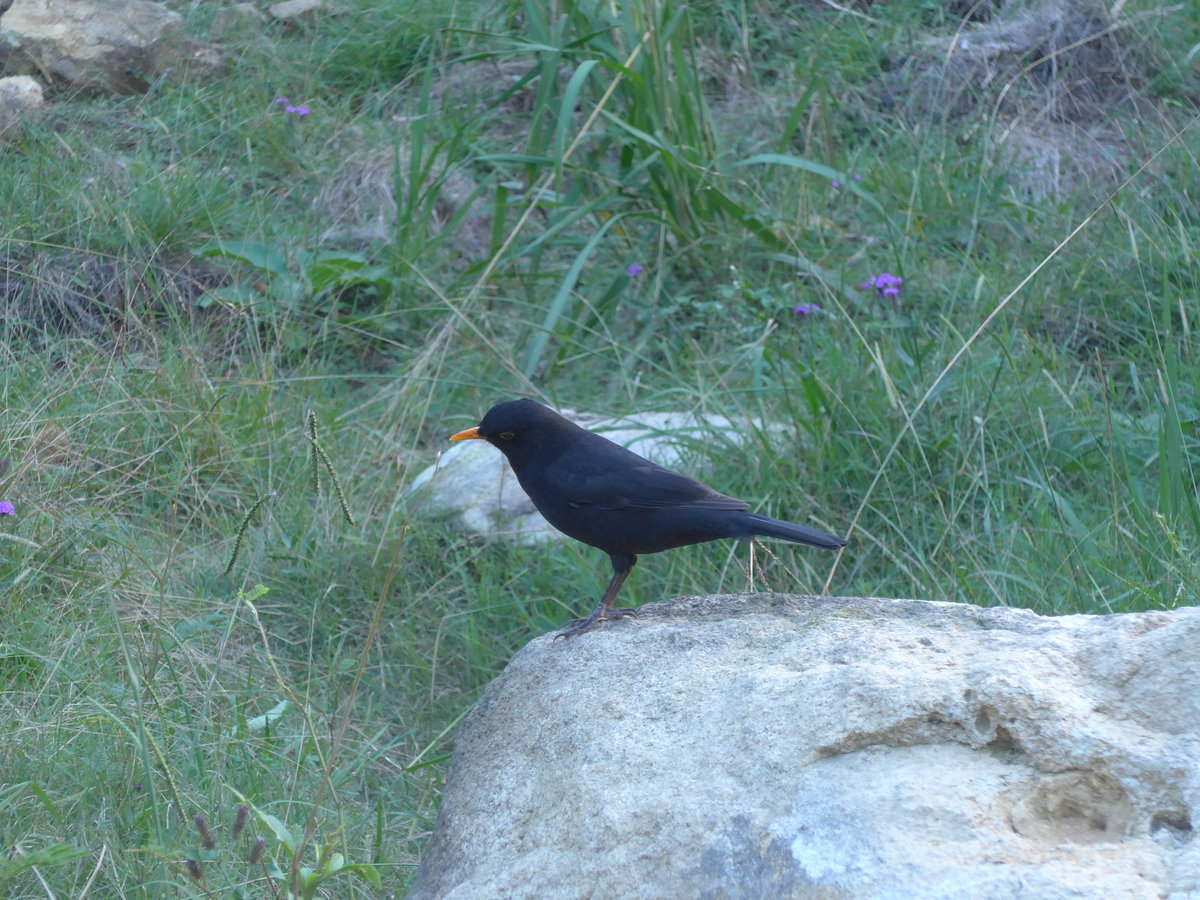 (190'593) - Vogel auf einem Stein am 20. April 2018 bei Hahei