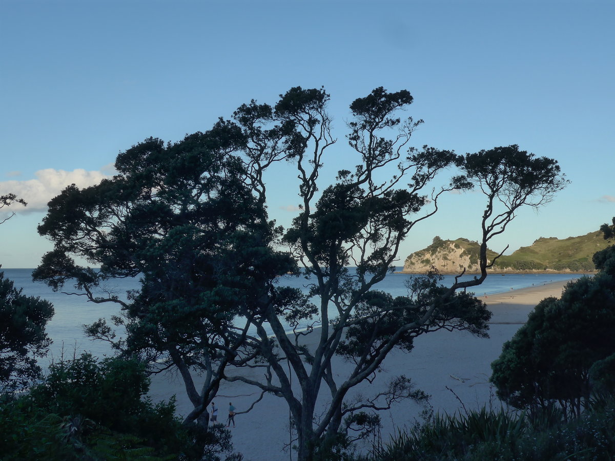 (190'601) - Baum am 20. April 2018 in Hahei Beach