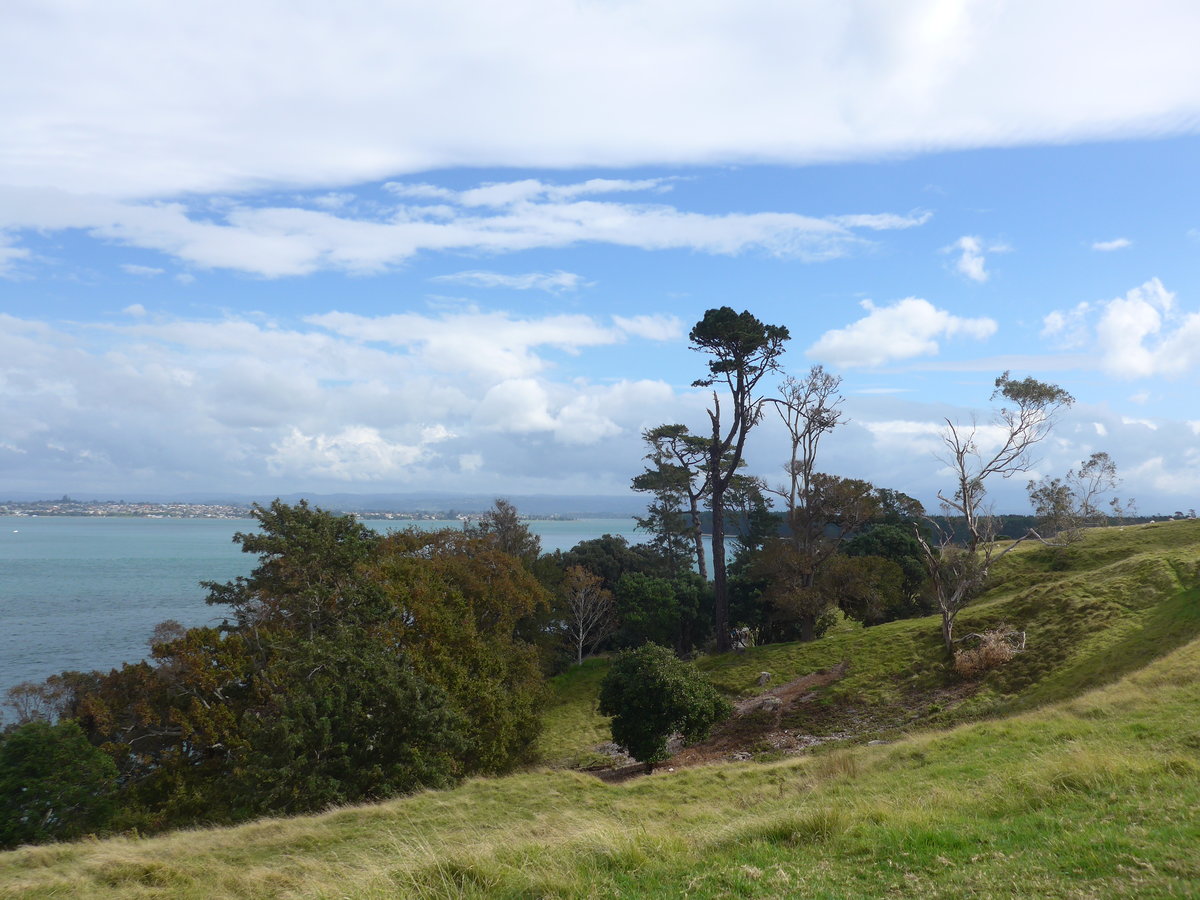 (190'666) - B�ume am 21. April 2018 am Mount Maunganui bei Mauao