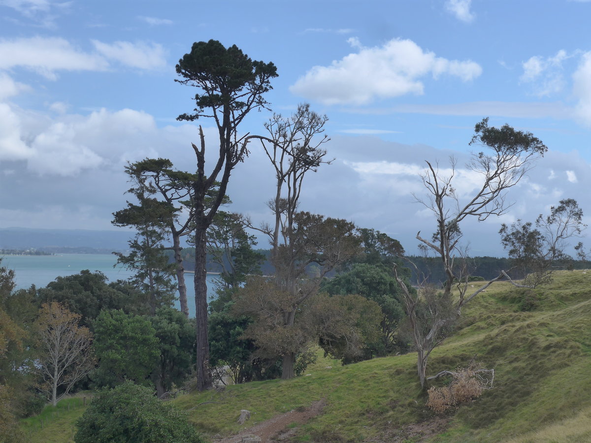 (190'667) - B�ume am 21. April 2018 am Mount Maunganui bei Mauao