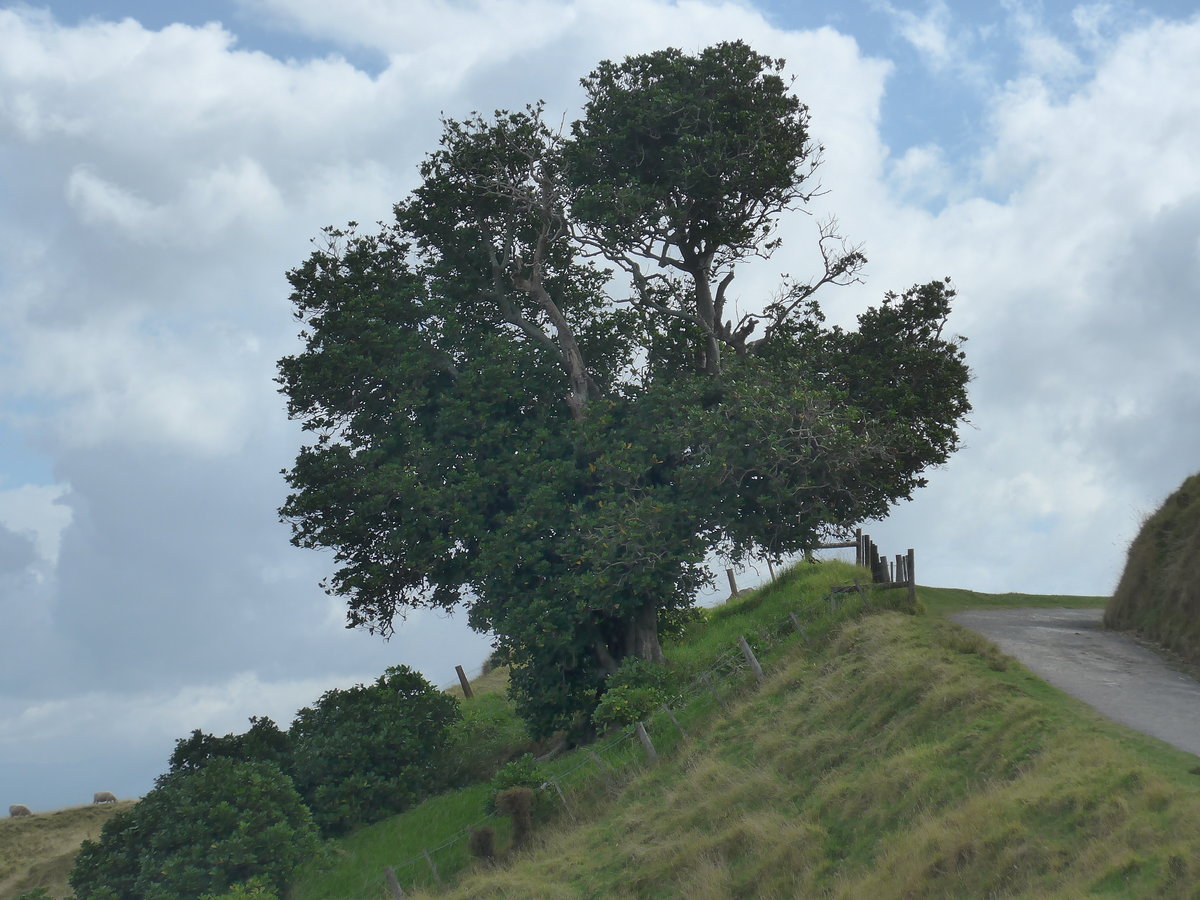 (190'668) - Baum am 21. April 2018 am Mount Maunganui bei Mauao