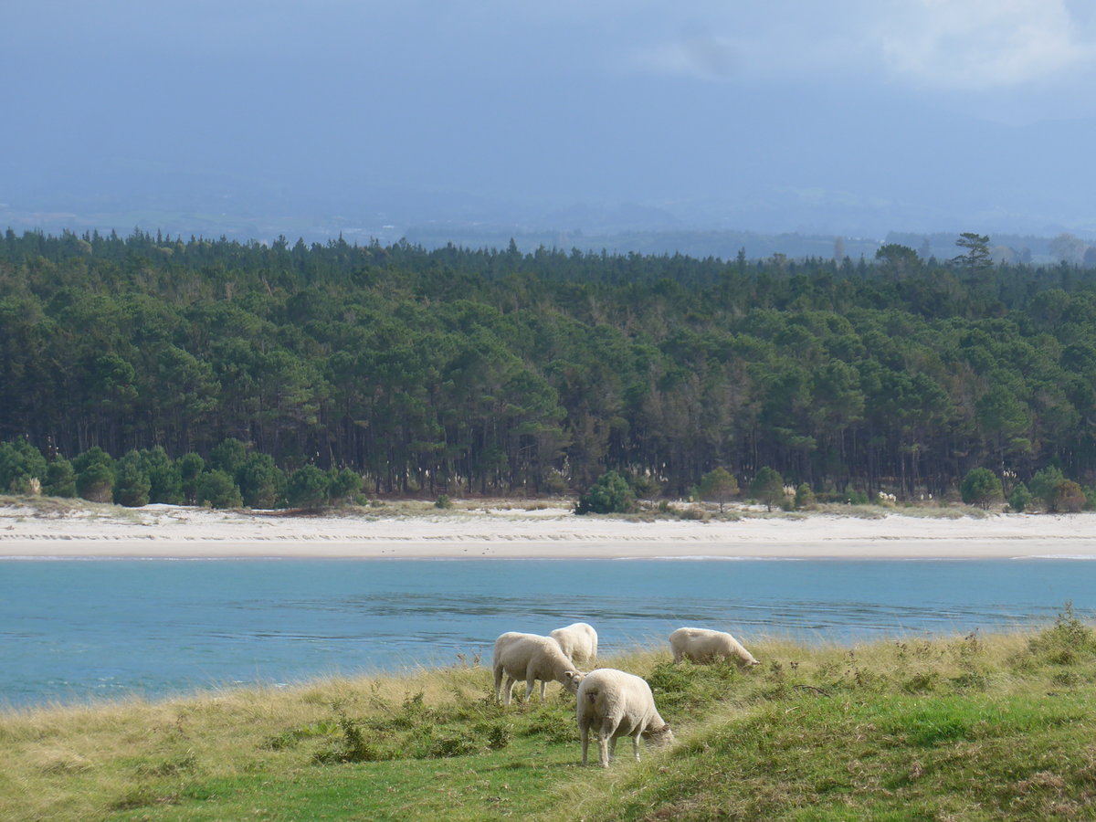 (190'671) - Schafe am Mount Maunganui am 21. April 2018 bei Mauao