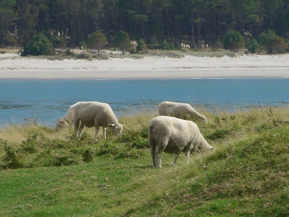 (190'672) - Schafe am Mount Maunganui am 21. April 2018 bei Mauao