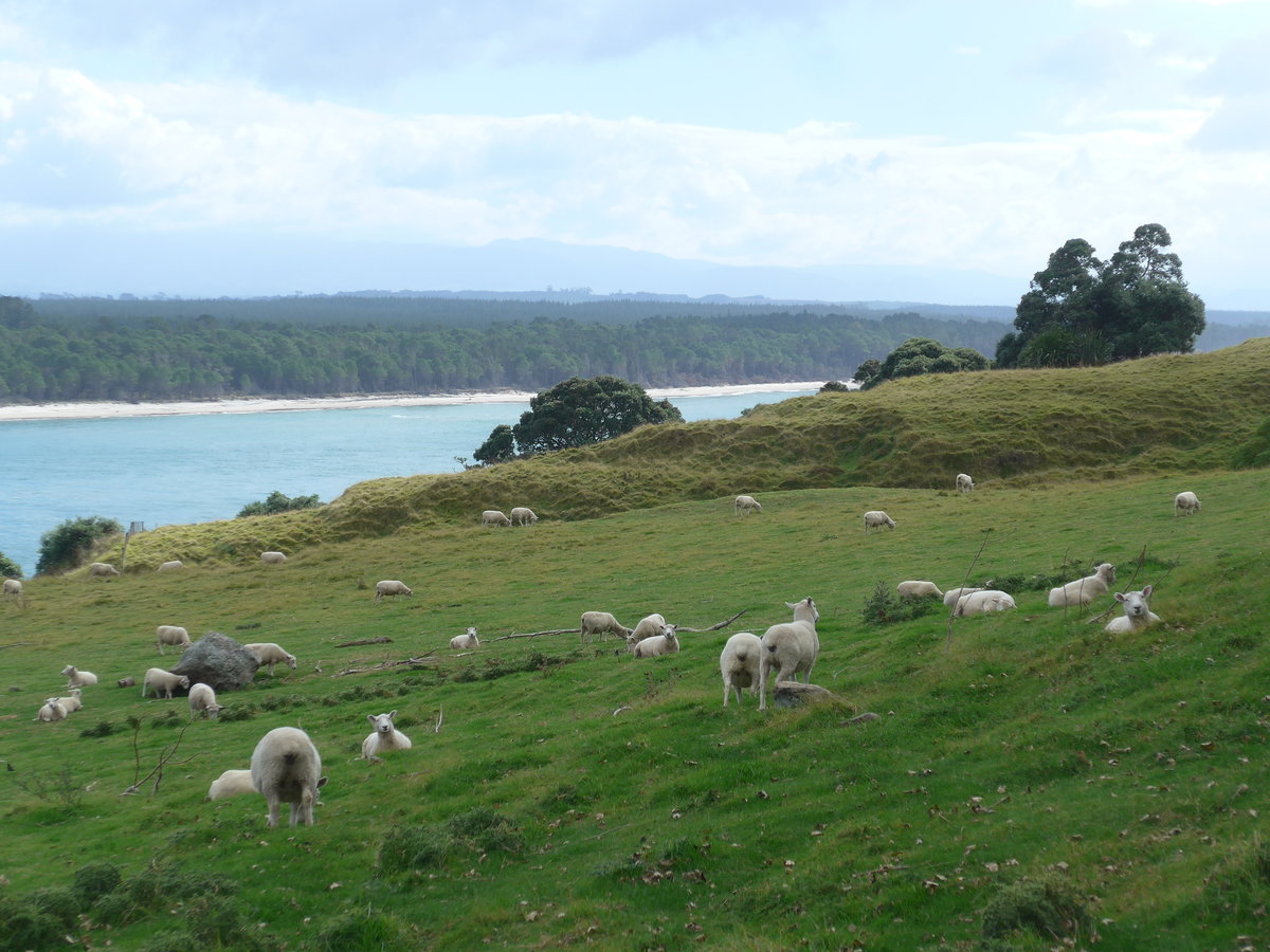 (190'673) - Schafe am Mount Maunganui am 21. April 2018 bei Mauao