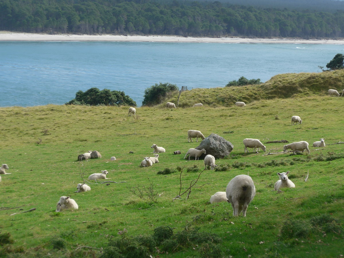 (190'674) - Schafe am Mount Maunganui am 21. April 2018 bei Mauao