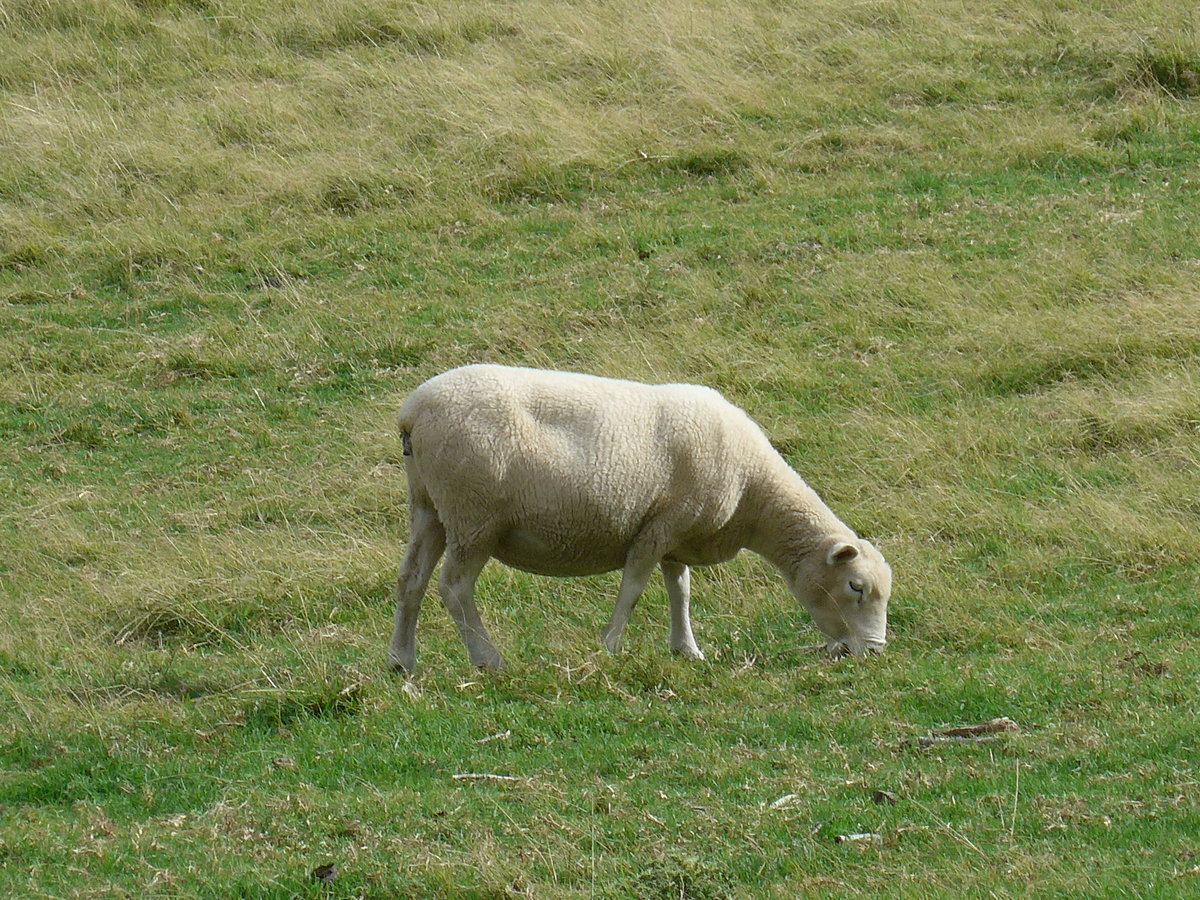 (190'675) - Schaf am Mount Maunganui am 21. April 2018 bei Mauao