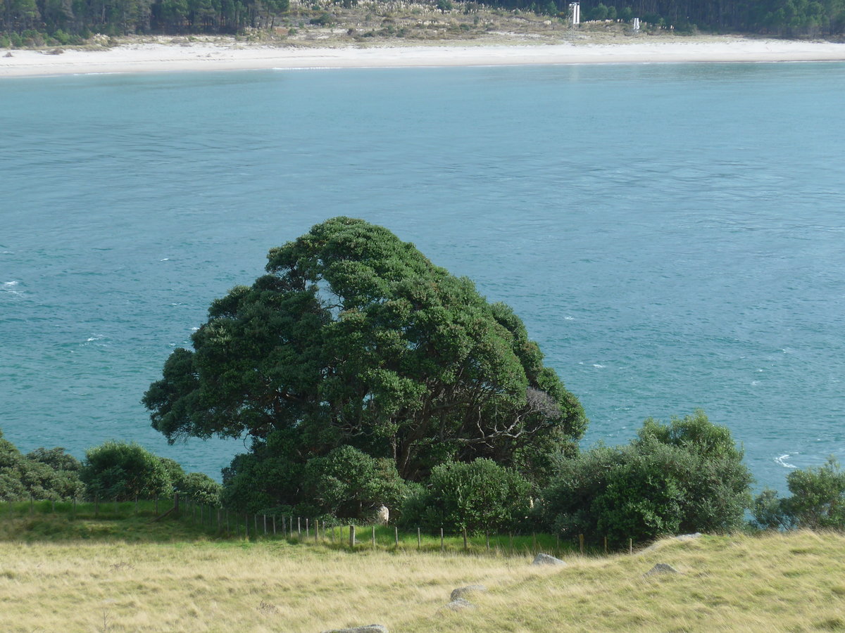 (190'679) - Baum am Mount Maunganui am 21. April 2018 bei Mauao