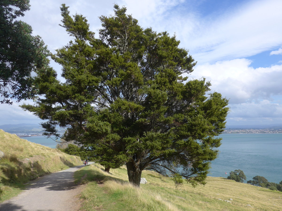 (190'680) - Baum am Mount Maunganui am 21. April 2018 bei Mauao