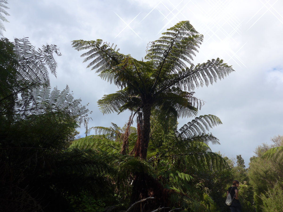 (190'711) - Silberfarn-Baum; Neuseelands Nationalsymbol am 21. April 2018 am Mount Maunganui bei Mauao