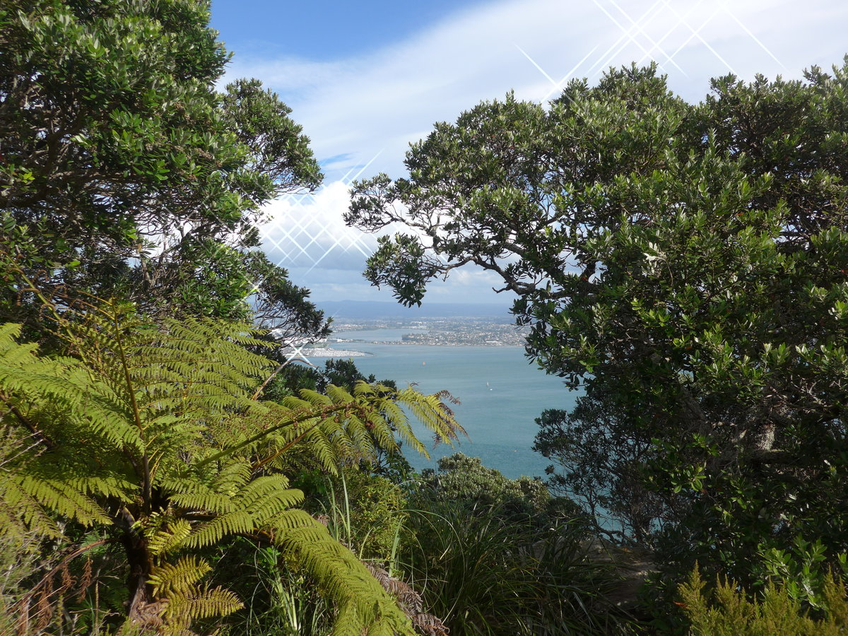 (190'713) - B�ume am Mount Maunganui am 21. April 2018 bei Mauao 