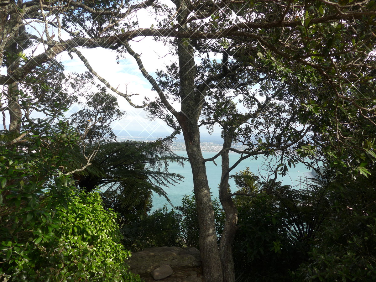 (190'714) - B�ume am Mount Maunganui am 21. April 2018 bei Mauao