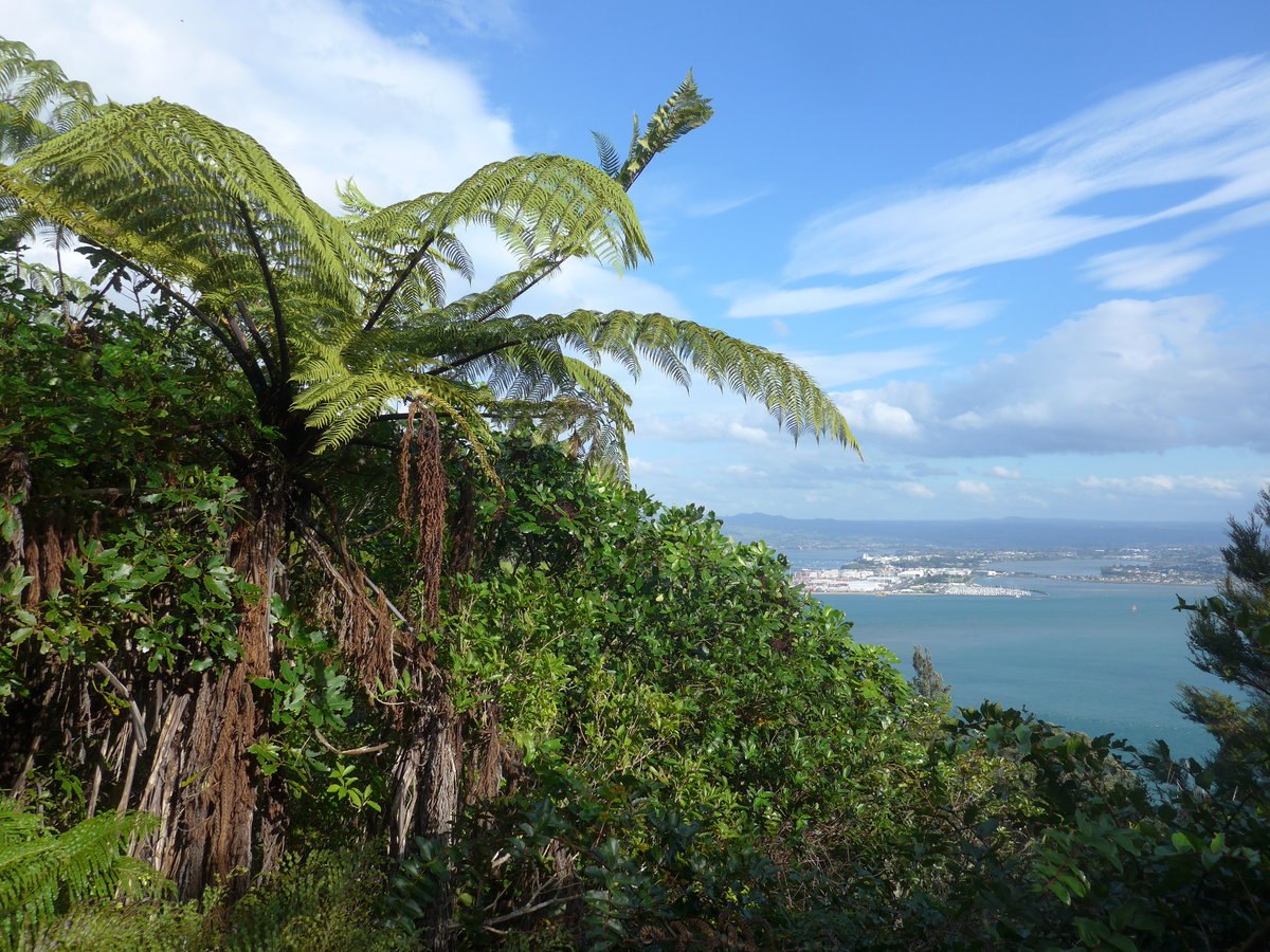 (190'746) - B�ume am Mount Maunganui am 21. April 2018 bei Mauao